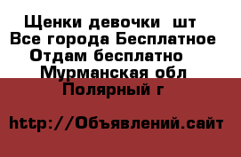 Щенки девочки 4шт - Все города Бесплатное » Отдам бесплатно   . Мурманская обл.,Полярный г.